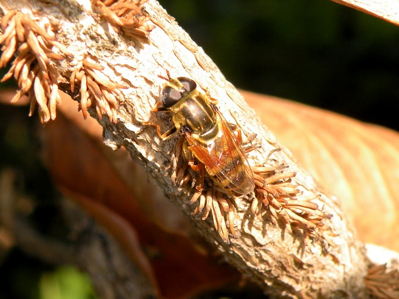 Syrphidae